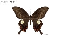 藏品(白紋鳳蝶)的圖片